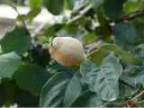 Un coing du cognassier, encore jeune, se développe sur sa branche. Ses feuilles vertes l'entourent, certaines montrant des signes de maladie.