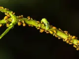 Un essaim de pucerons jaunes envahit une tige verte de laurier rose, une petite chenille verte se faufile parmi eux.