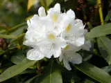 Gros plan sur un magnifique rhododendron blanc aux pétales délicats et aux taches jaunes. Idéal pour planter un rhododendron dans votre jardin.