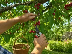 Main d'un homme récoltant des cerises rouges sur un cerisier avec des cisailles, un panier en osier à proximité.