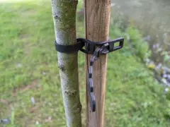 Un jeune arbre est solidement attaché à son tuteur par une sangle noire.