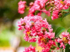 Grappes de fleurs roses vives du lilas des Indes (Lagerstroemia indica), avec des feuilles vertes et un arrière-plan flou.