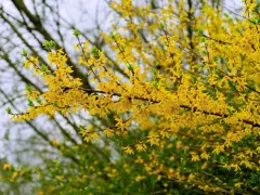 Rameaux couverts de fleurs jaunes éclatantes, annonçant la forsythia floraison. Le printemps est là !