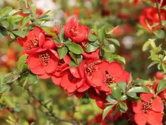 Bouture de cognassier en pleine floraison, ses fleurs rouges vives contrastent avec le feuillage vert.