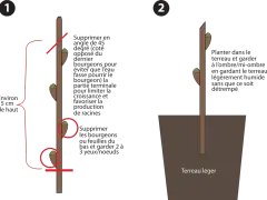 Illustration montrant comment préparer une bouture de noisetier pour la plantation.