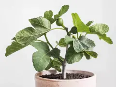 Jeune figuier en pot, ses feuilles vertes et lobées semblent saines, sans signe de maladie du figuier. Une petite figue verte est visible.