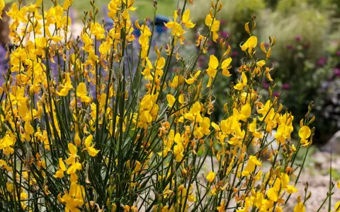 Un buisson de genet sauvage, ses fleurs jaunes vives illuminent le paysage.