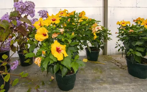 Des hibiscus jaunes éclatants, malgré le froid, semblent défier l'hibiscus hiver. Des fleurs violettes ajoutent une touche de couleur.