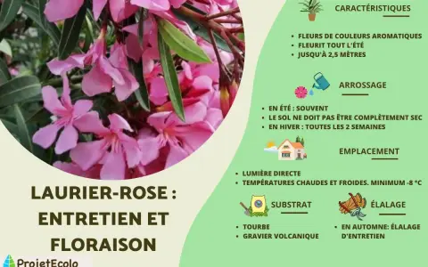 Laurier-rose : entretien et floraison. Guide pour prendre soin de cette plante aux fleurs roses parfumées.