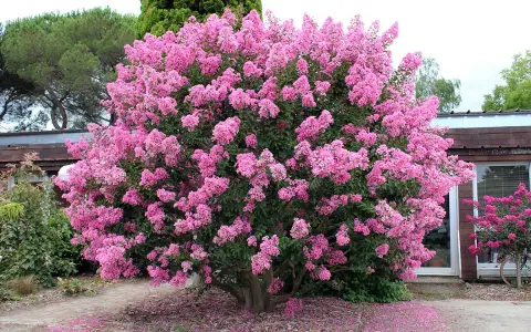 Un lilas des Indes au feuillage persistant explose de fleurs roses vives. Des pétales tombés forment un tapis coloré au pied de l'arbuste.