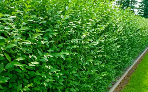 Un mur végétal dense et luxuriant de troène, parfait pour créer une haie naturelle et verdoyante.