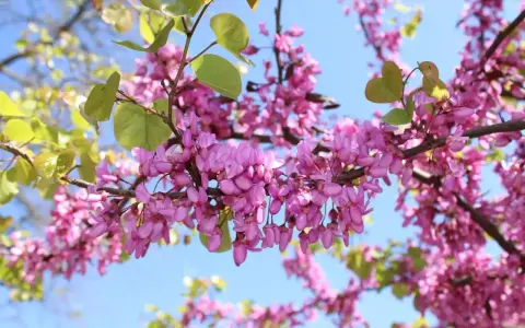 Rameaux d'un arbre de Judée en pleine floraison, avec des grappes de fleurs roses vives et quelques feuilles vertes tendres, sous un ciel bleu clair.