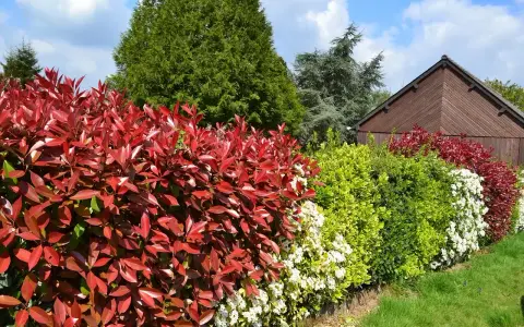 Un magnifique parterre de photinias aux feuilles rouges vives, avec des arbustes verts et blancs. L'arrosage est essentiel pour leur éclat.
