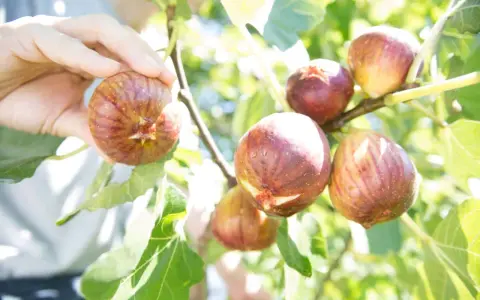 Main d'une personne récoltant des figues mûres sur un figuier. L'un des inconvénients du figuier est que les fruits peuvent attirer les guêpes.