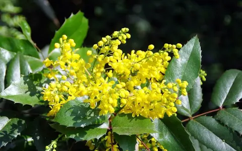 Grappe de fleurs jaunes vives sur un mahonia aux feuilles vertes dentelées. La taille du mahonia est impressionnante, avec des grappes florales généreuses.