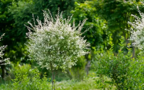 Un jeune saule crevette, avec ses feuilles blanches et vertes, s'épanouit dans un jardin luxuriant.