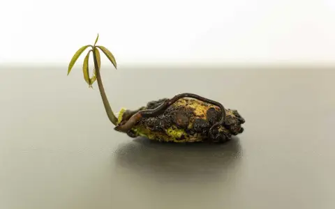 Un jeune plant de manguier émerge d'un noyau de mangue, ses premières feuilles vertes se déployant timidement.