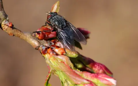 Mouche du cerisier sur un bourgeon. Le sulfate de fer, utilisé pour le traitement du sol, pourrait aider à prévenir les infestations.