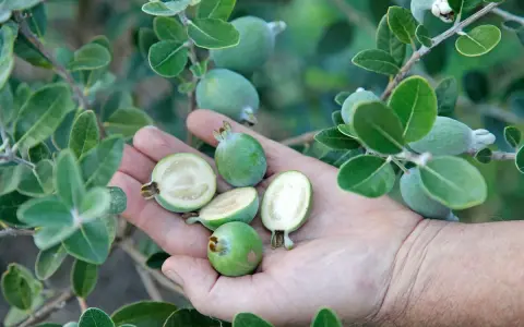 Une main tient plusieurs fruits verts, dont certains coupés en deux révèlent leur chair blanche. Ces fruits sont la goyave, mûrs sur leur branche feuillue.