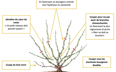 Illustration expliquant comment tailler un rosier : aérer le cœur, couper le bois mort, supprimer les branches qui se touchent et choisir des bourgeons extérieurs.