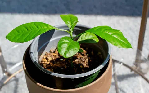 Jeune bouture de citronnier aux feuilles vertes et brillantes, en pot, prête à grandir.