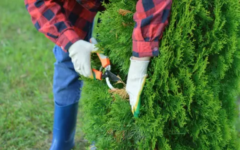 Personne en gants blancs taillant un cyprès avec des sécateurs. Le jardinier porte une chemise à carreaux rouge et bleue et des bottes bleues.