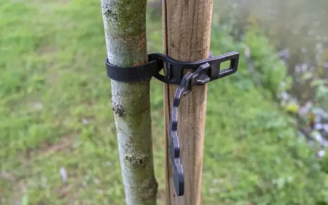 Un jeune arbre est solidement attaché à son tuteur par une sangle noire.