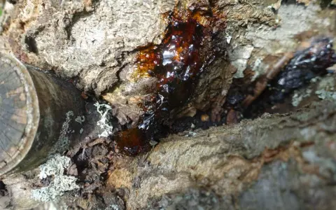 Goutte de résine ambrée suintant d'un tronc d'arbre, signe d'un chancre cerisier.