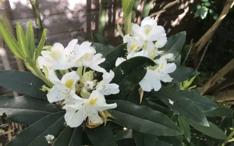 Gros plan sur des fleurs de rhododendron blanches avec des touches de jaune, mises en valeur par une exposition ensoleillée.