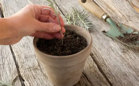 Main d'une personne plantant une jeune pousse de lavande dans un pot en terre cuite. Outil de jardinage à proximité.