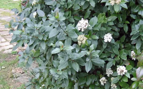 Gros plan sur un laurier tin en pleine floraison, ses feuilles persistantes d'un vert profond contrastent avec ses grappes de petites fleurs blanches.