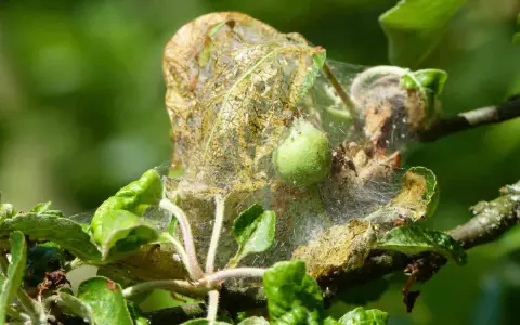 Nid de chenille sur pommier. Un traitement naturel est nécessaire pour protéger l'arbre.
