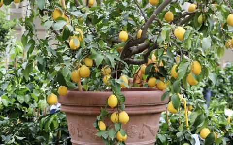 Un citronnier en pot, prêt à greffer, porte de nombreux fruits jaunes mûrs et des fleurs.