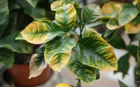 Les feuilles du citronnier se recroquevillent, montrant des marbrures jaunes et vertes. Un citron jaune est visible en bas.