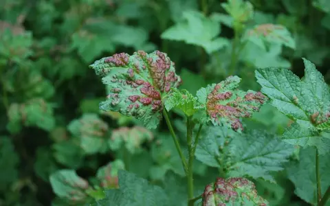 Feuilles de groseillier atteintes d'une maladie, présentant des boursouflures rouges et vertes.