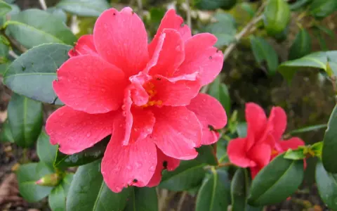 Une belle bouture camélia rose vif, ornée de gouttelettes d'eau, s'épanouit parmi ses feuilles vertes.