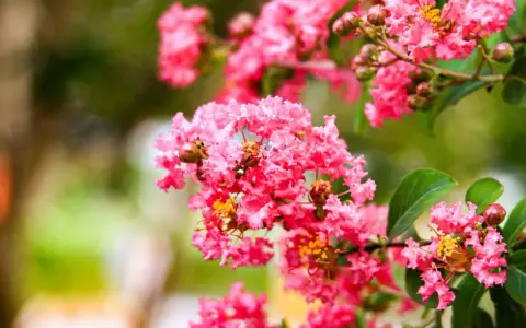 Grappes de fleurs roses vives du lilas des Indes (Lagerstroemia indica), avec des feuilles vertes et un arrière-plan flou.