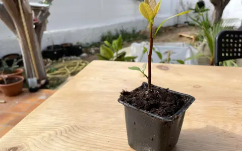 Jeune plant d'avocatier avec une tige trop longue, en pot sur une table en bois.