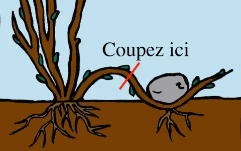 Illustration du marcottage du noisetier : une branche courbée vers le sol, avec une indication "Coupez ici" et une pierre pour maintenir la branche.