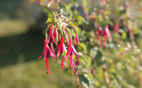 Grappe de fleurs de plante fuchsia aux teintes roses et violettes, suspendues comme des clochettes.