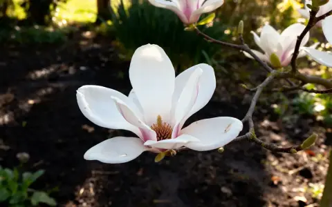 Magnolia blanche en gros plan, parfaite pour apprendre comment tailler un magnolia. Le soleil éclaire ses pétales délicats.