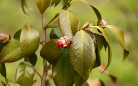 Un bourgeon de camélia rouge vif commence à s'ouvrir, entouré de feuilles vertes. Il semble que la plante souffre d'une maladie, car certaines feuilles sont décolorées.