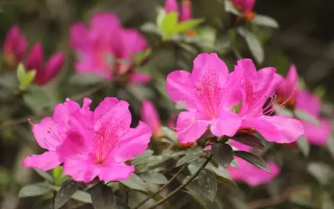 Des fleurs d'azalée d'un rose vif, avec des taches plus foncées sur leurs pétales, s'épanouissent. La taille de ces azalées est impressionnante.