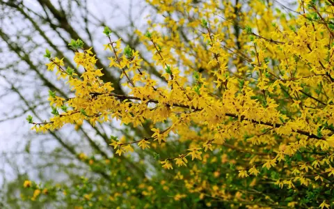 Rameaux couverts de fleurs jaunes éclatantes, annonçant la forsythia floraison. Le printemps est là !