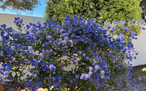 Un magnifique céanothe terre de bruyère, couvert de grappes de fleurs bleues éclatantes, illumine un jardin ensoleillé.