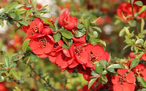 Bouture de cognassier en pleine floraison, ses fleurs rouges vives contrastent avec le feuillage vert.