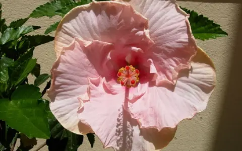 Fleur d'hibiscus rouge vif avec des feuilles vertes et un bouton floral.