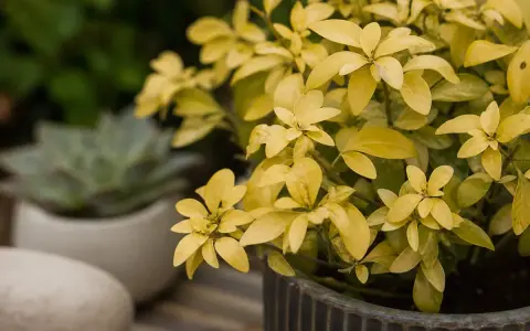 Plante d'Oranger du Mexique aux feuilles jaunes, peut-être un signe de maladie. Un succulent est flou en arrière-plan.