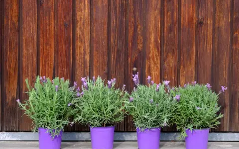 Quatre pots de lavande variété aux fleurs violettes, alignés devant un mur de bois brun.
