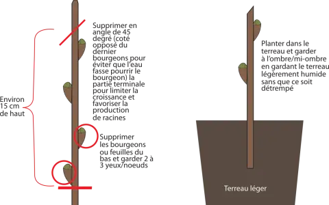Illustration montrant comment préparer une bouture de noisetier pour la plantation.